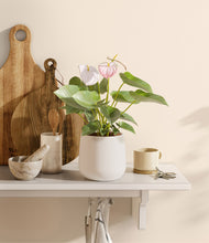 Load image into Gallery viewer, White