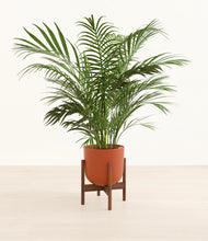 Load image into Gallery viewer, Earth Red stand:walnut