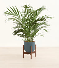 Load image into Gallery viewer, Iron Gray stand:walnut