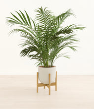 Load image into Gallery viewer, Natural Bamboo stand:bamboo