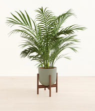 Load image into Gallery viewer, Sage Green stand:walnut