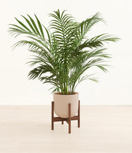 Load image into Gallery viewer, Sandy Pink stand:walnut