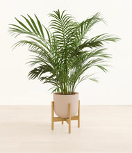 Load image into Gallery viewer, Sandy Pink stand:bamboo