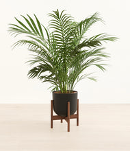 Load image into Gallery viewer, Stone Black stand:walnut