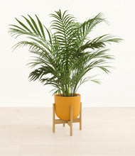 Load image into Gallery viewer, Sunset Orange stand:bamboo