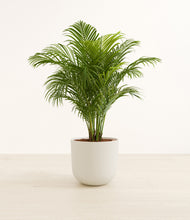 Load image into Gallery viewer, Natural Bamboo*****Profile