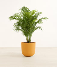 Load image into Gallery viewer, Sunset Orange*****Profile