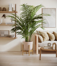 Load image into Gallery viewer, Sandy Pink stand:bamboo