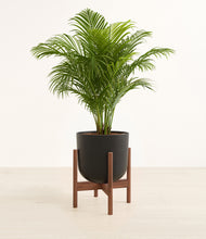 Load image into Gallery viewer, Stone Black stand:walnut