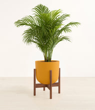 Load image into Gallery viewer, Sunset Orange stand:walnut