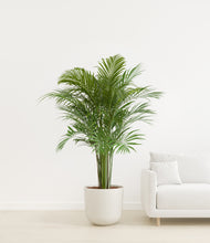 Load image into Gallery viewer, Natural Bamboo