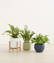 Load image into Gallery viewer, Earthy stand:one_stand