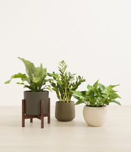 Load image into Gallery viewer, Woodland stand:one_stand