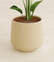 Load image into Gallery viewer, Almond Green stand:all