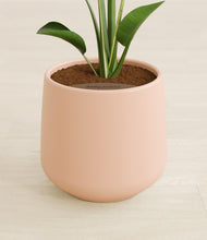 Load image into Gallery viewer, Gentle Pink stand:all