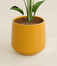 Load image into Gallery viewer, Mustard stand:all