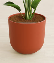 Load image into Gallery viewer, Earth Red stand:all