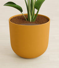 Load image into Gallery viewer, Sunset Orange stand:all