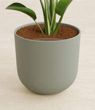 Load image into Gallery viewer, Sage Green stand:all