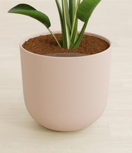 Load image into Gallery viewer, Sandy Pink stand:all