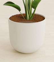 Load image into Gallery viewer, Natural Bamboo stand:all