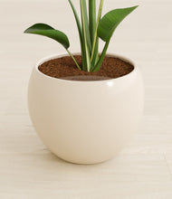 Load image into Gallery viewer, Shiny EggWhite stand:all