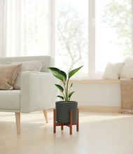 Load image into Gallery viewer, Dark Olive stand:walnut