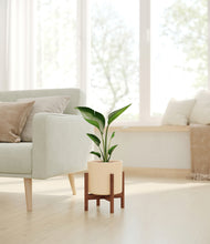 Load image into Gallery viewer, Cream stand:walnut