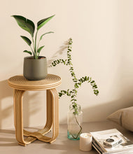 Load image into Gallery viewer, Olive