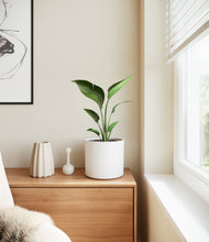 Load image into Gallery viewer, White