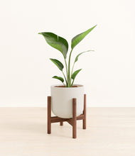 Load image into Gallery viewer, Natural Bamboo stand:walnut