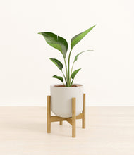 Load image into Gallery viewer, Natural Bamboo stand:bamboo