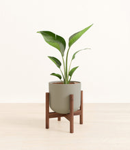 Load image into Gallery viewer, Sage Green stand:walnut