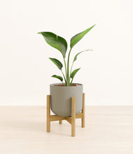 Load image into Gallery viewer, Sage Green stand:bamboo