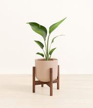 Load image into Gallery viewer, Sandy Pink stand:walnut