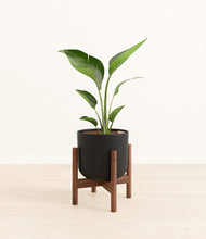 Load image into Gallery viewer, Stone Black stand:walnut