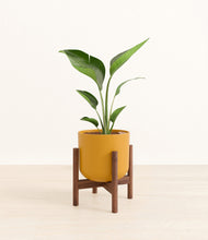 Load image into Gallery viewer, Sunset Orange stand:walnut