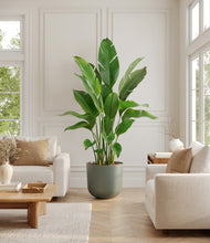 Load image into Gallery viewer, Sage Green*****Profile