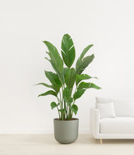 Load image into Gallery viewer, Sage Green