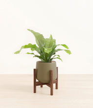 Load image into Gallery viewer, Olive stand:walnut