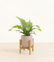 Load image into Gallery viewer, Eternal Gray stand:bamboo