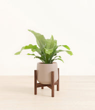 Load image into Gallery viewer, Eternal Gray stand:walnut