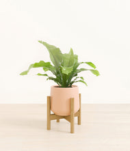 Load image into Gallery viewer, Gentle Pink stand:bamboo