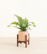 Load image into Gallery viewer, Gentle Pink stand:walnut