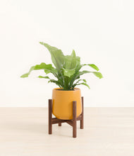 Load image into Gallery viewer, Mustard stand:walnut