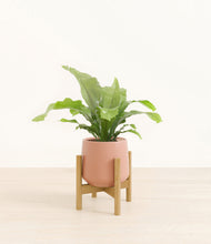 Load image into Gallery viewer, Calm Rose stand:bamboo