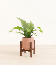Load image into Gallery viewer, Calm Rose stand:walnut