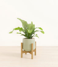 Load image into Gallery viewer, Turquoise stand:bamboo