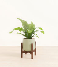 Load image into Gallery viewer, Turquoise stand:walnut