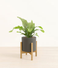 Load image into Gallery viewer, Dark Olive stand:bamboo